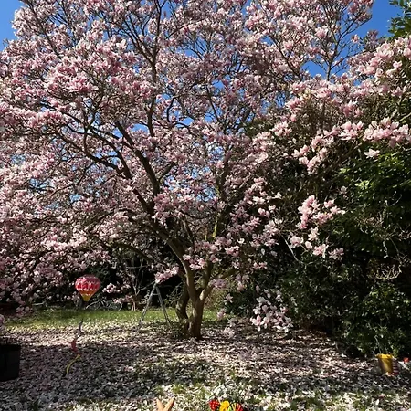 Apartamento Dokomi Düsseldorf Köln 5 Pers Mit Terrasse Big Tv *
